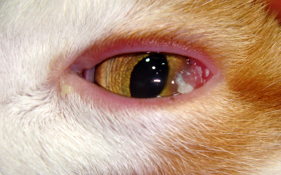 gatos queratitis ocular
